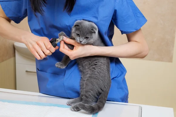 Dierenarts knippen teennagels aan schattige kleine kitten in veterinaire kliniek. — Stockfoto