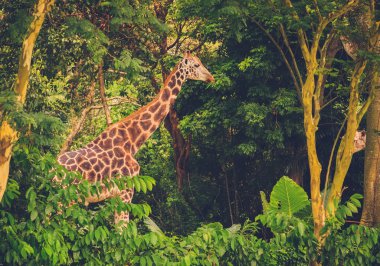 Beautiful giraffe in front of green trees clipart