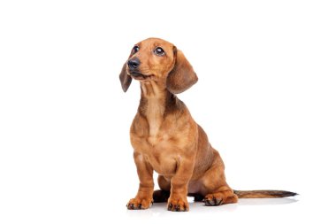 Dachshund isolated on white   clipart