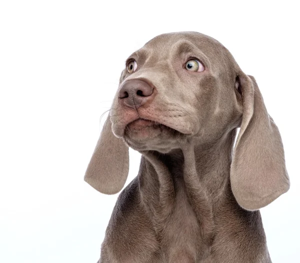 Weimaraner Hund isoliert — Stockfoto