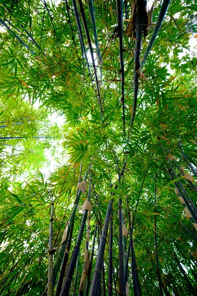 아름다운 대나무 숲 — 스톡 사진