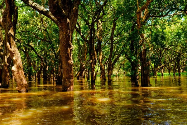Πλημμυρισμένα δέντρα στο τροπικό δάσος μαγκρόβια — Φωτογραφία Αρχείου