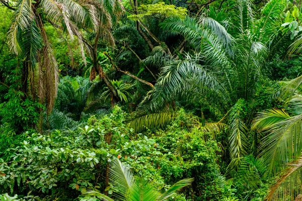 Lush tropical green jungle — Stock Photo, Image