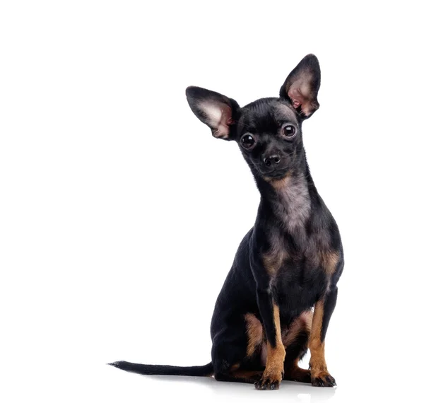 Niedlicher Chihuahua isoliert auf weiß — Stockfoto