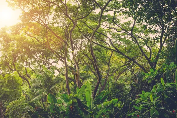 Sol brillando en la selva tropical — Foto de Stock