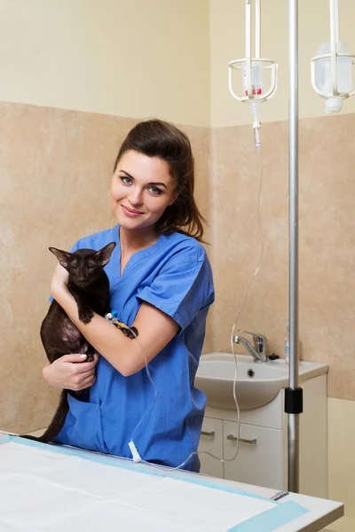 Veterinärmedicinska sjuksköterska ger medicinsk vård till sjuk katt — Stockfoto