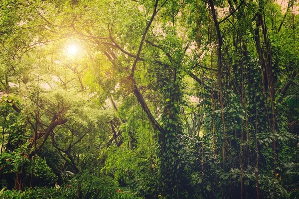 阳光照进热带丛林 — 图库照片