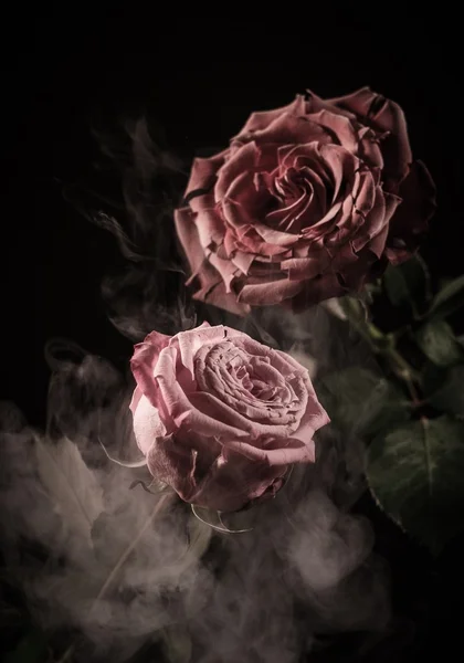 Close up of frozen red and pink roses — Stock Photo, Image