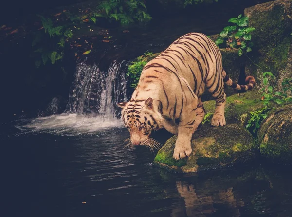 Bengal spelar djupt i en djungel — Stockfoto