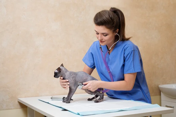 Ветеринар осматривает кошку в ветеринарной клинике — стоковое фото