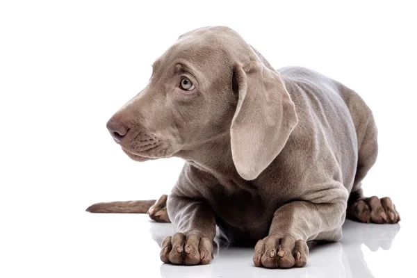 Beyaz izole weimaraner köpek — Stok fotoğraf