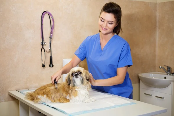 Vétérinaire examinant Yorkshire terrier dans une clinique vétérinaire . — Photo