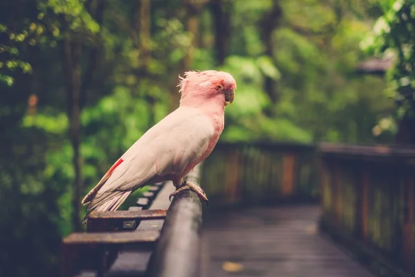 Papagaio branco e rosa situado no poleiro de madeira — Fotografia de Stock