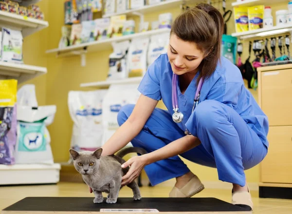 Veterinario poniendo gato en la escala de peso en la clínica veterinaria . — Foto de Stock