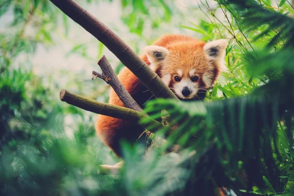 Panda Rojo caminando junto a un árbol de bambú — Foto de Stock