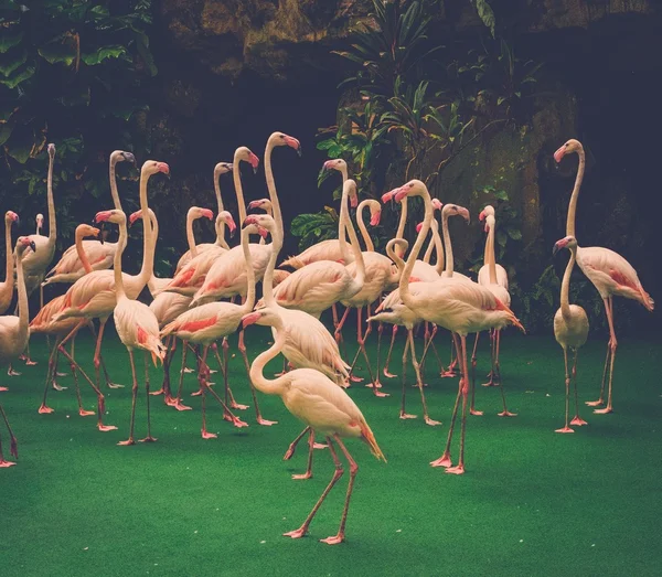 Группа красных фламинго — стоковое фото