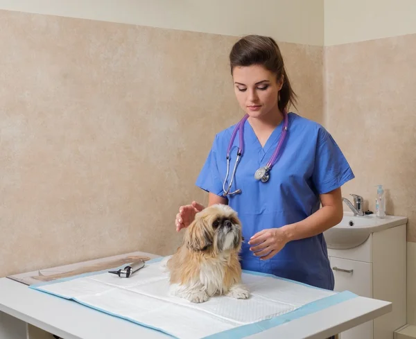 Veterinarien bestuderen Yorkshire Terriër in veterinaire kliniek. — Stockfoto