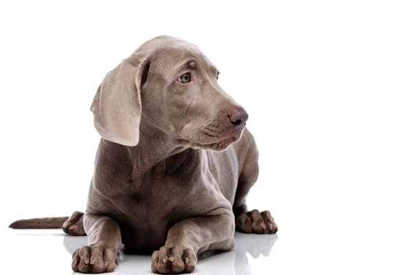 Beyaz izole weimaraner köpek — Stok fotoğraf