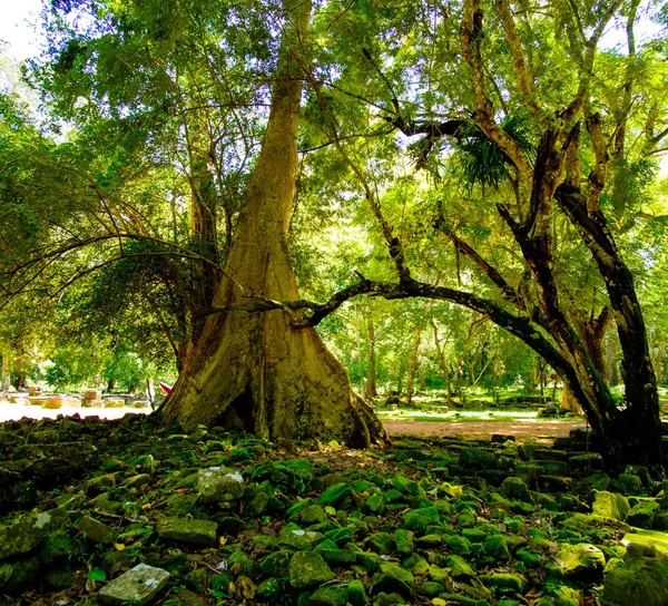 Ruiny staré kořeny stromů banyan v chrámu Angkor — Stock fotografie