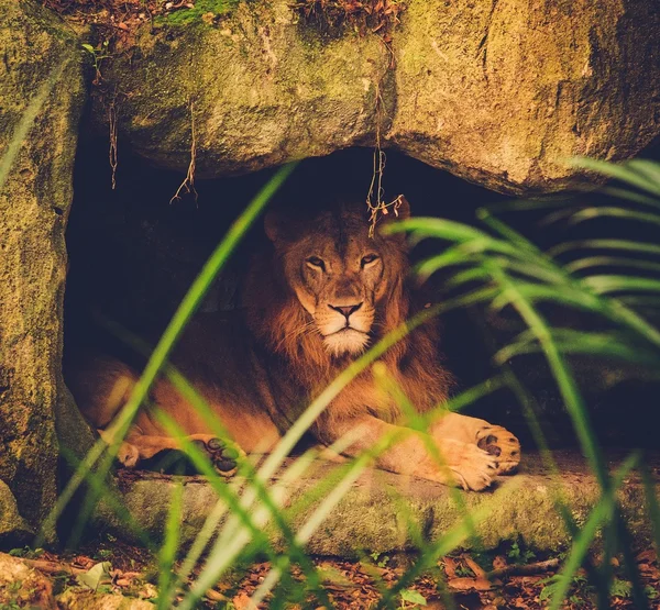 León asiático acostado en la parte superior rocosa — Foto de Stock