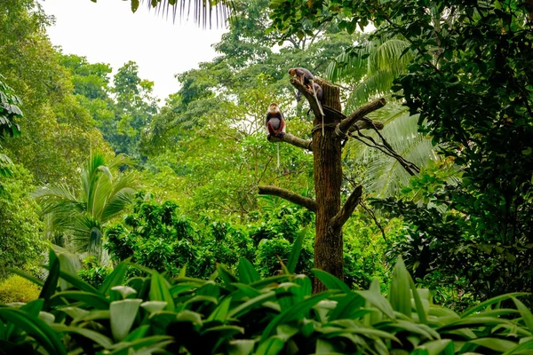 Familia de monos sentados en la rama de madera — Foto de Stock