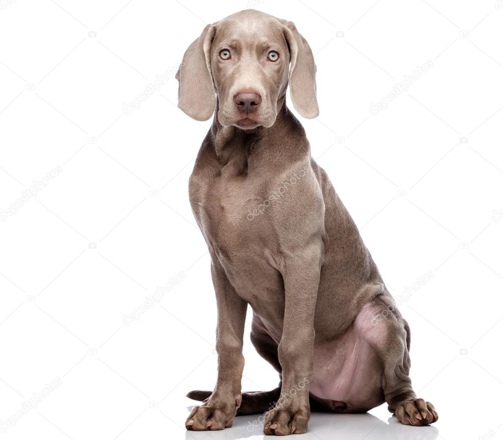 white weimaraner