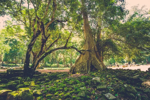 오래 된 반얀 나무 뿌리에 앙코르 사원 유적 — 스톡 사진