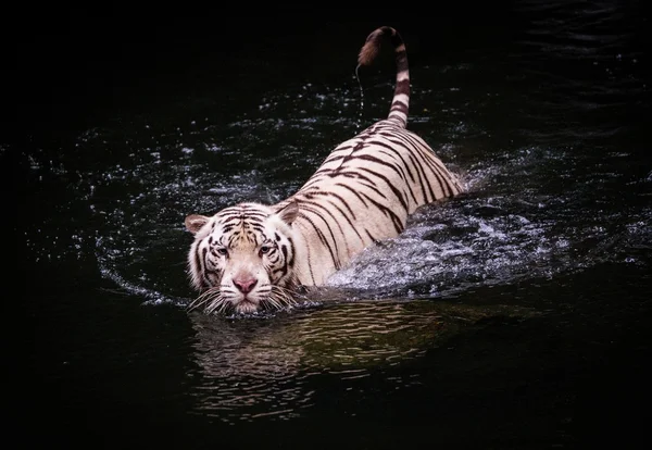 Άσπρη τίγρη περπάτημα στο νερό — Φωτογραφία Αρχείου
