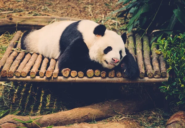 Tatlı uyuyan panda. — Stok fotoğraf