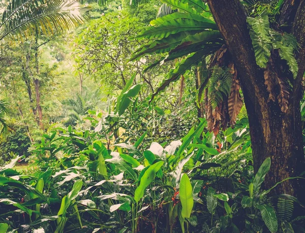 Πλούσια τροπική πράσινη ζούγκλα — Φωτογραφία Αρχείου