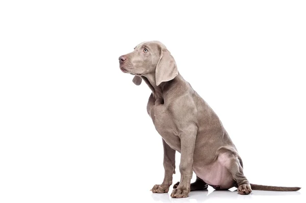 白で隔離されるワイマラナー犬 — ストック写真