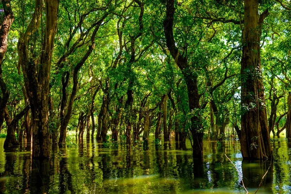 Árboles inundados en manglar selva tropical — Foto de Stock