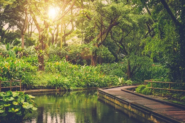 Sun shining into tropical jungle — Stock Photo, Image