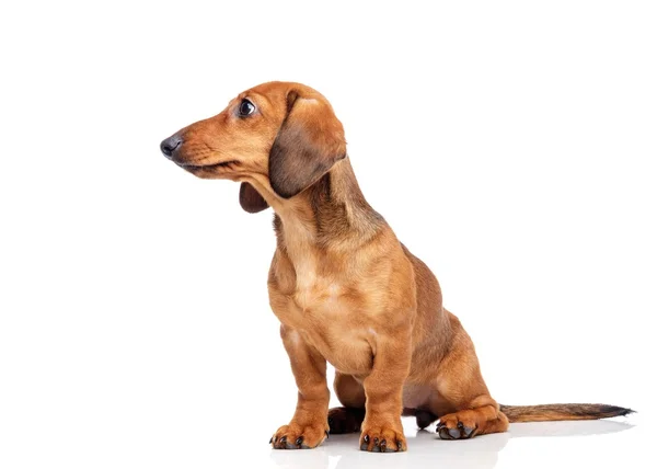 Dachshund isolado em branco — Fotografia de Stock