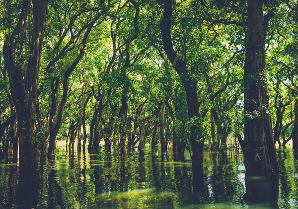 Πλημμυρισμένα δέντρα στο τροπικό δάσος μαγκρόβια — Φωτογραφία Αρχείου