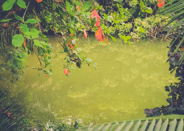 Lagoa tropical profundamente na selva — Fotografia de Stock