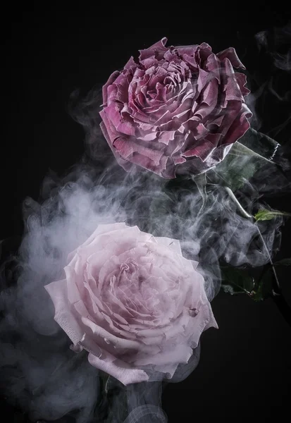 Close up of frozen dark red rose — Stock Photo, Image