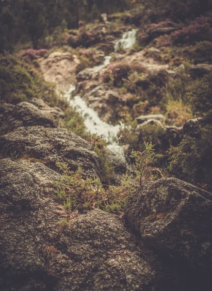 Wilde berg rivier die stroomt door het bos. — Stockfoto