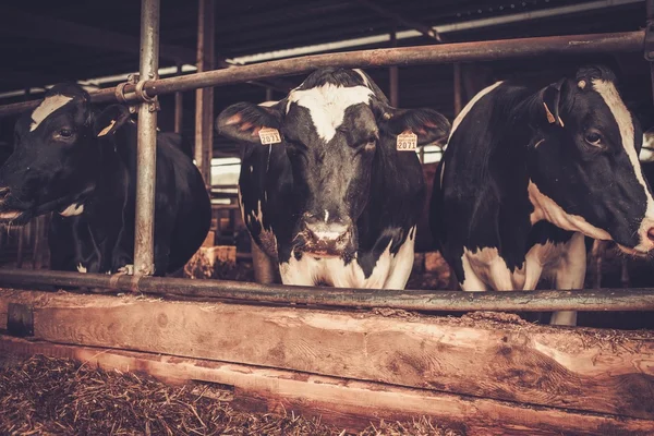 Vaches dans l'étable de la ferme laitière . — Photo