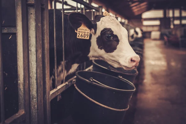 Veaux dans l'étable de la ferme laitière . — Photo