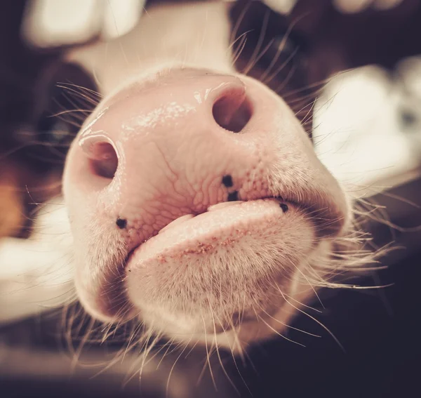 Veaux dans l'étable de la ferme laitière . — Photo