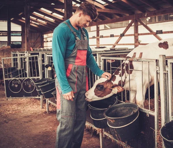 Agriculteur et veau dans l'étable de la ferme laitière . — Photo