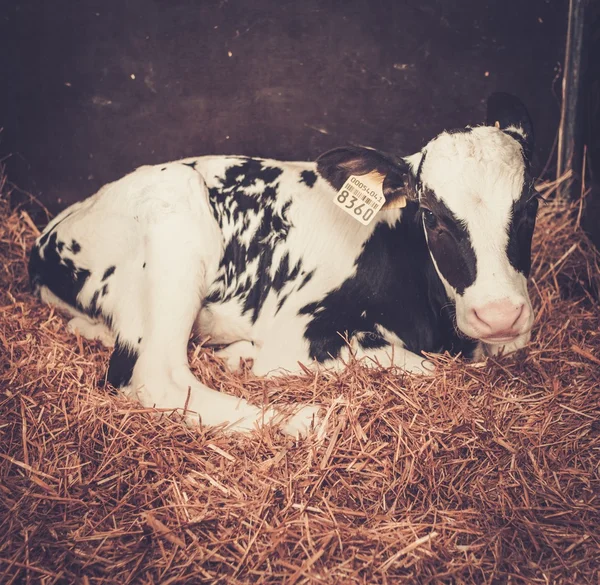 Veau dans l'étable de la ferme laitière . — Photo