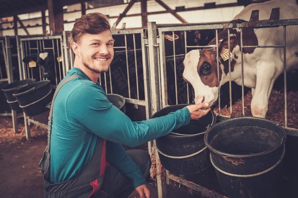 Boer voederen in de stal in melkveehouderij. — Stockfoto