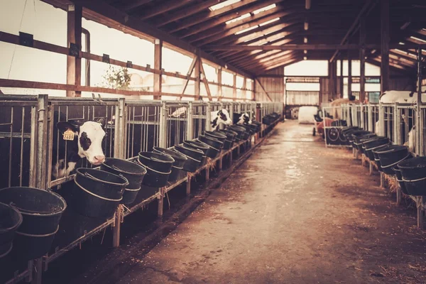 Bezerros no estábulo na fazenda leiteira . — Fotografia de Stock