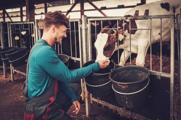 Agricultor que se alimenta no estábulo na fazenda leiteira . — Fotografia de Stock