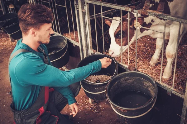 Bonde utfodrar i ladugården i mjölkgård. — Stockfoto