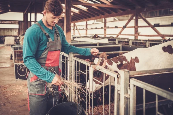 Agricultor que se alimenta no estábulo na fazenda leiteira . — Fotografia de Stock