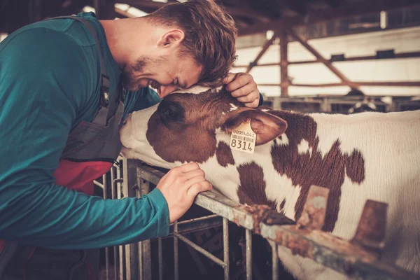 Agricultor e bezerro no estábulo da exploração leiteira . — Fotografia de Stock