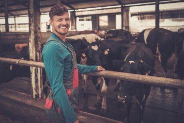 farmer feeding in the cowshed in dairy farm. clipart